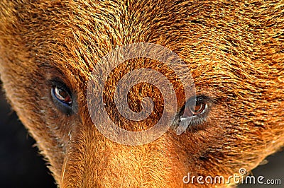 Eye to eye with a large brown bear Stock Photo