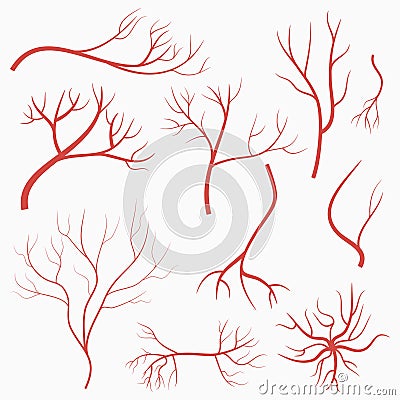 Eye veins and arteries. Set of red vessels. Elements of human blood system. Vector. Vector Illustration