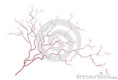 Eye veins, human red blood vessels, blood system. Vector illustration on white background Vector Illustration