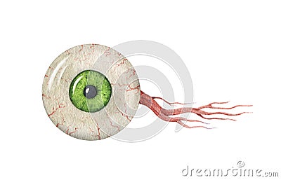 Eyeball with optic nerve. Watercolor illustration. Green iris realistic eye human element. Close up eye ball with ocular Cartoon Illustration