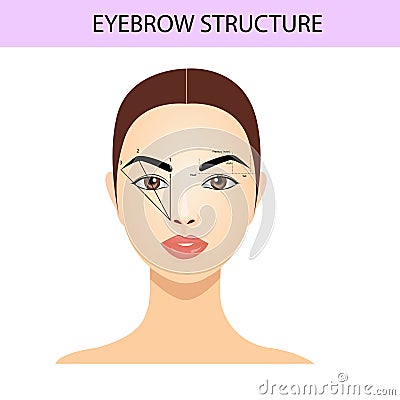 Eyebrow shaping tips, brows guide, vector illustration, tutorials Vector Illustration