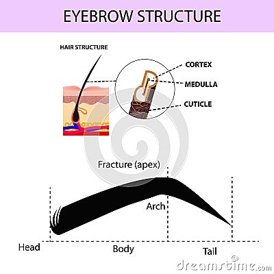 Eyebrow structure, hair and skin structure, eyebrow guide, vector illustration, infographics Vector Illustration