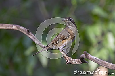 Eyebrowed Thrush bird with a brown top body Stock Photo
