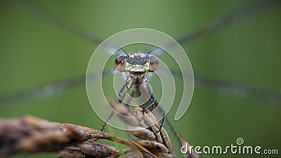 Eyecontact with a damselfly, close-up Stock Photo