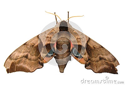 Eyed Hawk Moth Stock Photo