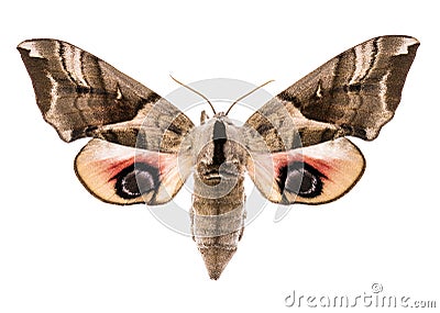 Eyed hawk-moth isolated on white Stock Photo