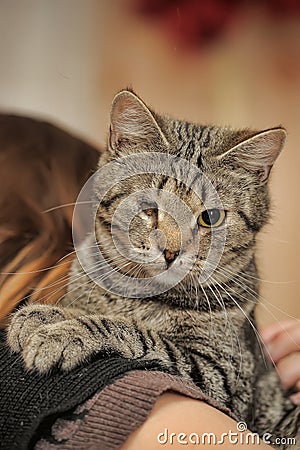 Eyed tabby cat disabled rescued zoo defenders at the hands of a woman in a shelter for homeless animals Stock Photo