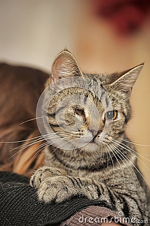 Eyed tabby cat disabled rescued zoo defenders at the hands of a woman in a shelter for homeless animals Stock Photo