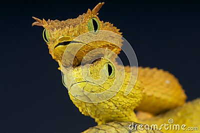 Eyelash bush snakes / Atheris ceratophora Stock Photo