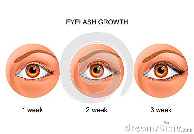 Eyelash growth. before and after Vector Illustration