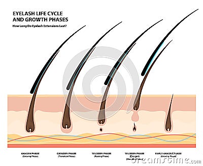 Eyelash Life Cycle and Growth Phases. How Long Do Eyelash Extensions Stay On. Macro, Selective Focus. Guide. Infographic Vector Vector Illustration