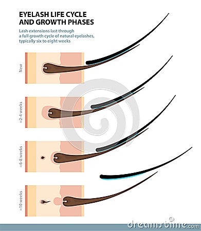 Eyelash Life Cycle and Growth Phases. How Long Do Eyelash Extensions Stay On. Macro Side View. Guide. Infographic Vector Vector Illustration