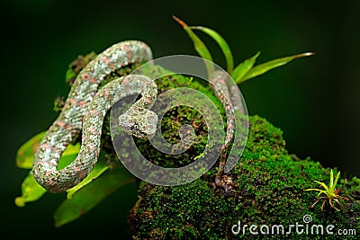 Eyelash Palm Pitviper, Bothriechis schlegeli, on the green moss branch. Venomous snake in the nature habitat. Poisonous animal fro Stock Photo