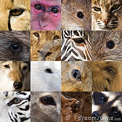 Eyes of Animals Stock Photo