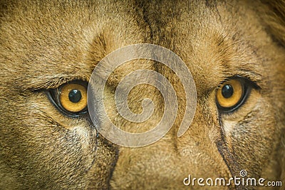 Eyes of a berber lion portrait Stock Photo