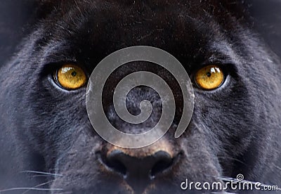 The eyes of a black panther Stock Photo