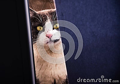 The eyes of the cat. Stock Photo