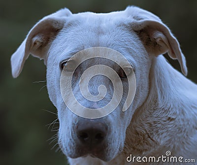 The eyes of a dog speak, she felt disadvantaged, Stock Photo