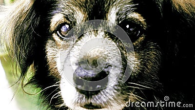 The eyes of a dog, the window to the soul. Stock Photo