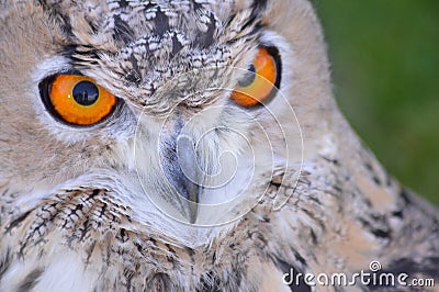 Eyes of the Eagle-owl Stock Photo