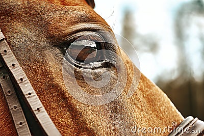 Eyes of a horse close up Stock Photo