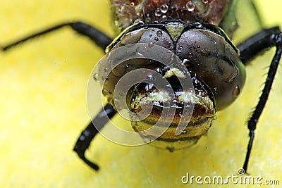 Eyes of an insect. Portrait Dragonfly. Stock Photo