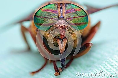 Eyes of an insect. Portrait Gadfly. Hybomitra Stock Photo