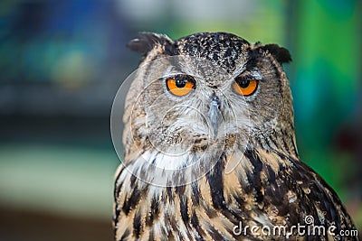 The eyes of owl. Stock Photo