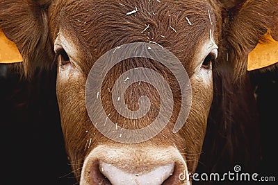 Eyes red cow, close-up. Big beautiful limousin bull cow head closeup. Cattle breeding Stock Photo