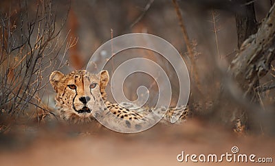 Eyes of wild Cheetah, Acinonyx jubatus, hidden behind branch, staring directly at camera. Ground level photography. Typical Etosha Stock Photo