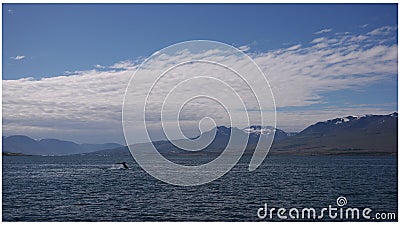 Whales watching in Eyjafjordur Stock Photo