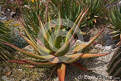 Eze, France - June 17, 2021 - the Exotic, Subtropical and Mediterranean garden in the sunny spring afternoon Stock Photo