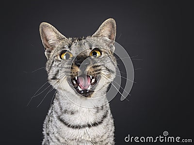 F4 Savannah cat on black background Stock Photo