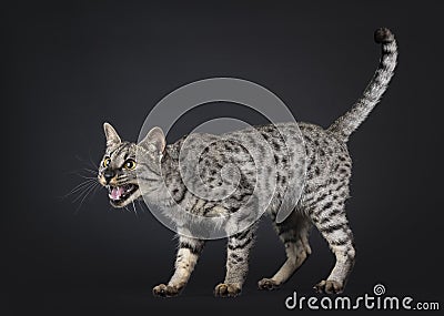 F4 Savannah cat on black background Stock Photo