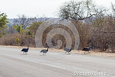 Fab Four Helmeted Guineafowl Stock Photo