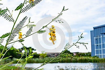 Faboideae flowers with beautiful sky Stock Photo