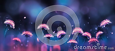 Fabulous amazing bright pink dandelions on a blue and purple background in the rays of light. Summer background. Stock Photo