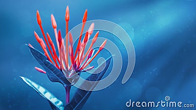 Fabulous amazing bright red tropical buds and flowers on a blue background in the rays of light. Stock Photo