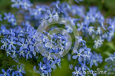 Fabulous Blue Dark Center. Blue phlox flowers. Floral background in the summer garden. Periwinkle flower bud bouquet on Stock Photo