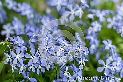 Fabulous Blue Dark Center. Blue phlox flowers. Floral background in the summer garden. Periwinkle flower bud bouquet on Stock Photo