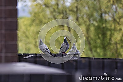 Fabulous couple of pigeons are sitting on wooden fence Stock Photo