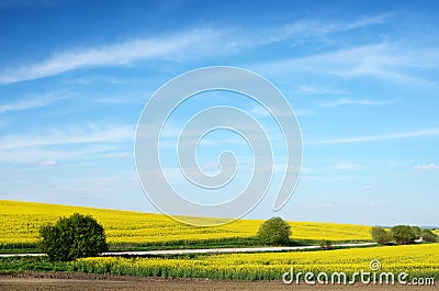 Fabulous landscape with bushes among of yellow rapeseed fields o Stock Photo