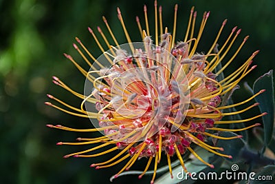 Fabulous macro shot of a Leucospermum flower- also known as limestone pincushion- a native of South Africa Stock Photo