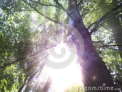 The magic light of the sun shines through the trees with bright rays. Stock Photo