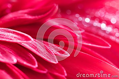 Fabulous pink gerbera petals in the summer garden. Spring summer close-up image Stock Photo