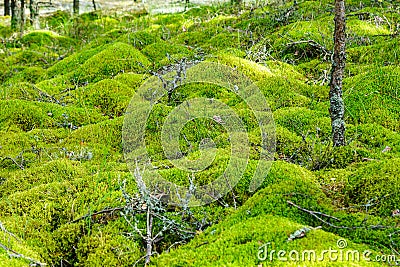 A fabulous, with small green mossy hills covered forest landscape, forest floor, mosses Stock Photo