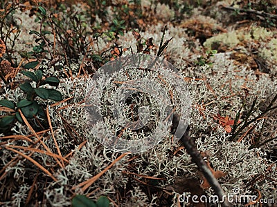 Fabulous white moss or reindeer lichen up close. Forest soil in sphagnum moss. Stock Photo