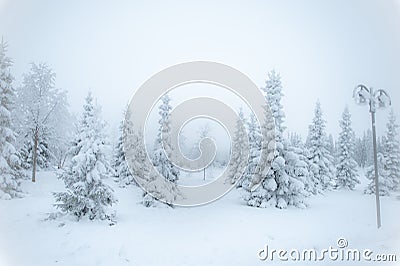 Fabulous winter landscape, Christmas trees in the snow, cold Stock Photo