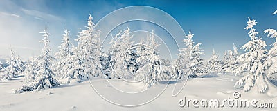 Fabulous winter panorama of mountain forest with snow covered fir trees. Colorful outdoor scene, Happy New Year celebration Stock Photo