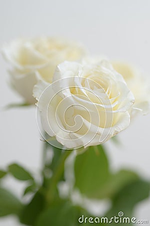 Divinely beautiful and delicate white rose. Stock Photo